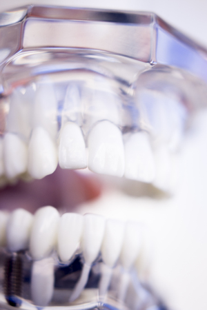 Dentists tooth plastic model used for teaching, learning and patient consultations in dental office showing teeth and gums.の写真素材