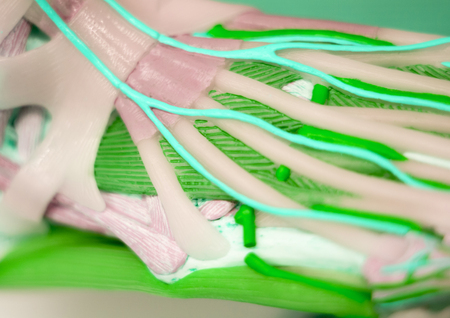 Foot medical study student anatomy model showing bones, toes, tendons, ligaments and veins for...