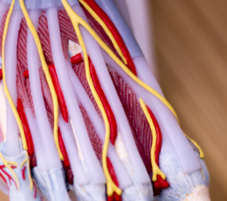 Foot medical study student anatomy model showing bones, toes, tendons, ligaments and veins for teaching in clinic.の写真素材