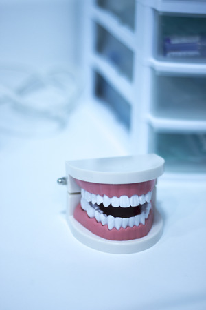 Dental teeth orthodontic dentistry teachng model with gums, tooth enamel, plaque, roots and metal...
