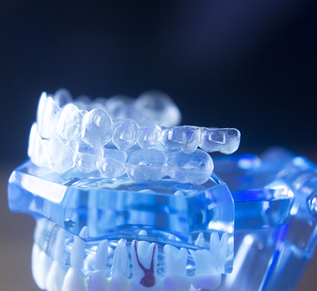 Dental teeth orthodontic dentistry teachng model with gums, tooth enamel, roots and jaw.