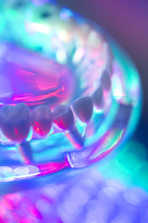 Dental teeth orthodontic dentistry teachng model with gums, tooth enamel, roots.の写真素材