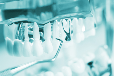 Dental teeth, mouth, gums dentists teaching model showing each tooth and roots toothpick cleaning.の写真素材