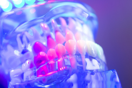 Dental teeth orthodontic dentistry teachng model with gums, tooth enamel and roots