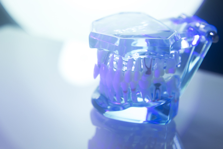 Dental teeth, mouth, gums dentists teaching model showing each tooth and roots.の写真素材