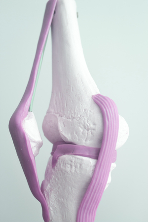 Human knee joint meniscus medical teaching model showing bones and anterior cruciate ligaments tendons.の写真素材