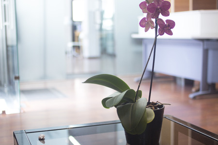 Hospital clinic health center reception waiting room, chairs, coffee tables and pot plants.の写真素材
