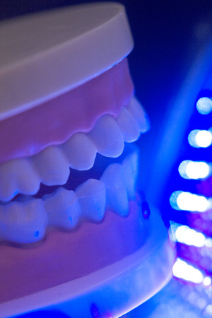 Dental teeth orthodontic dentistry teachng model with gums, tooth enamel, roots and jaw.の写真素材