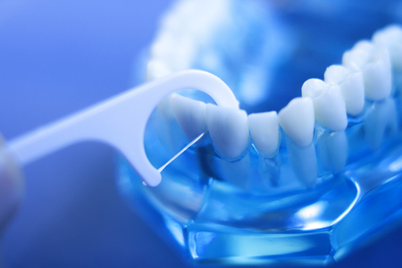 Dental teeth orthodontic dentistry teachng model with gums, tooth enamel, plaque, roots and metal implants.の写真素材