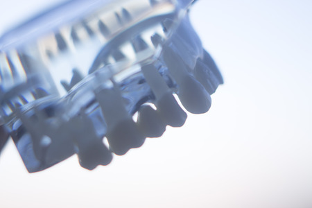 Dental teeth mouth dentists teaching model with teeth, gums, molars and wisdom tooth.