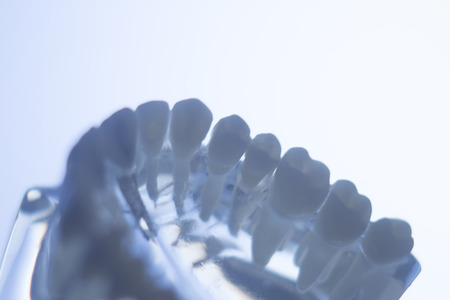 Dental teeth mouth dentists teaching model with teeth, gums, molars and wisdom tooth.の写真素材