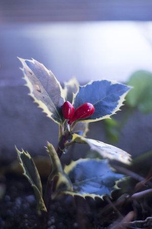 Christmas holly garden plant with green and red leaves and red berries.の写真素材