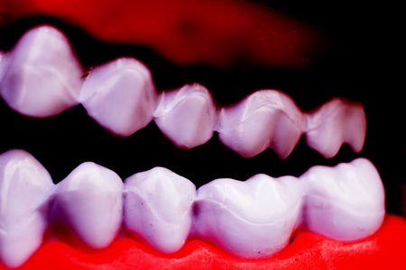 Dentist dental teeth teaching model showing each tooth and gum for patients and students.の写真素材