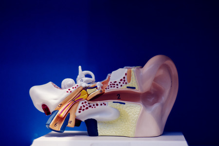 Medical audiologist ear deafness teaching plastic model for diagnosis of deaf patients.の写真素材