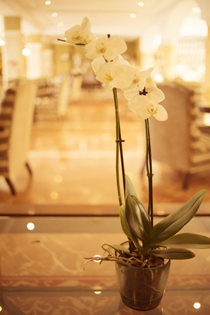 Beautiful flowers in luxury five star hotel wedding marriage party before guests arrive.の写真素材