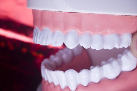 Dentists perfect white teeth teaching dental plastic model.の写真素材