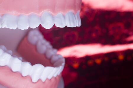 Dentists perfect white teeth teaching dental plastic model.