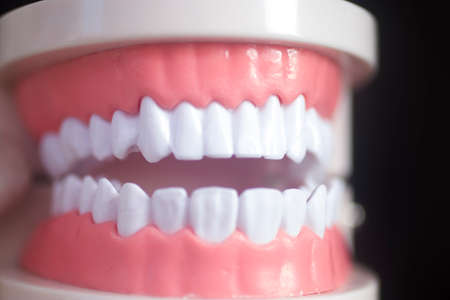 Dentists white teeth dentistry model closeup.の写真素材