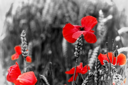 Red Poppy   Poppies Wildflower - Remembrance Dayの写真素材