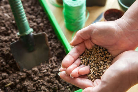 Mixed seeds in gardener s hands before plantingの写真素材