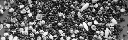Mixed vegetable and flower seed splayed, tumbling out of focus on the edges - background texture in...