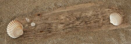 Driftwood and seashells background texture with plank half buried in sand. Space for Text / Copy.の写真素材