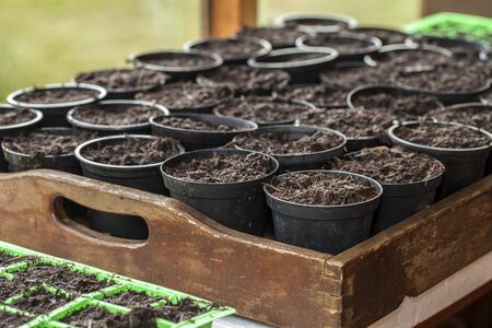 Seeds in Plant Pots in Gardening Shed Window - focus on nearest pot, the rest softer の写真素材