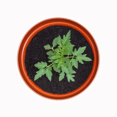 Tomato Plant in Terracotta Pot - isolated on white background の写真素材