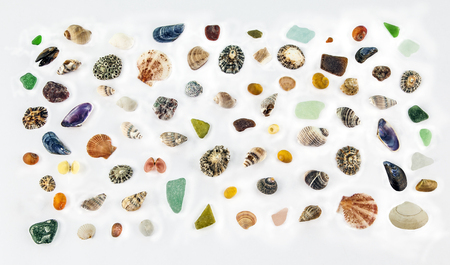 Sea Shells n more Seashells - isolated