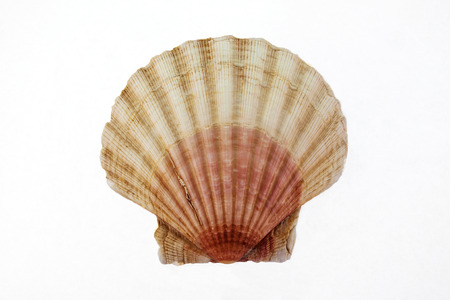 Sea Shell - Scallop seashell isolated on white 