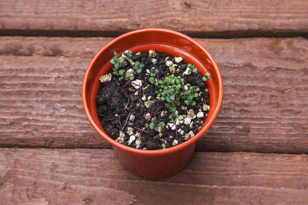 Thyme seedlings in plant pot.の写真素材