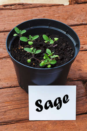 Young sage plants in plant pot with herb name.