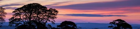 Beautiful sunset and tree silhouette panorama.の写真素材