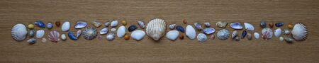Shell or seashell panorama / background.