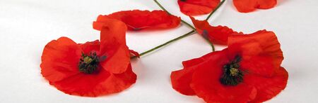 Poppies - for Remembrance Day - Isolated on White. Flower panorama / banner / header  background texture with text / copy space.の写真素材