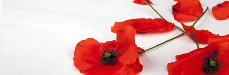 Poppies - for Remembrance Day - Isolated on White. Flower panorama / banner / header  background texture with text / copy space.の写真素材