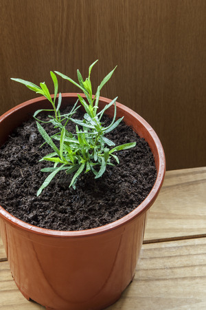 Growing herbs - French tarragon in plant pot.の写真素材