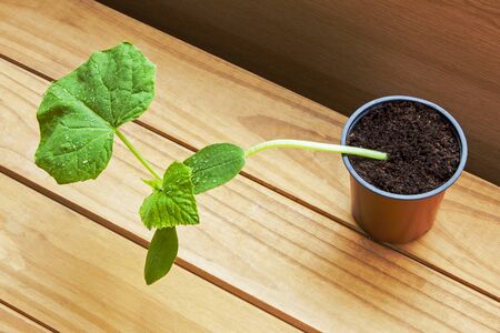 Growing vegetables: young cucumber plant in pot on beautiful wooden backgroundの写真素材