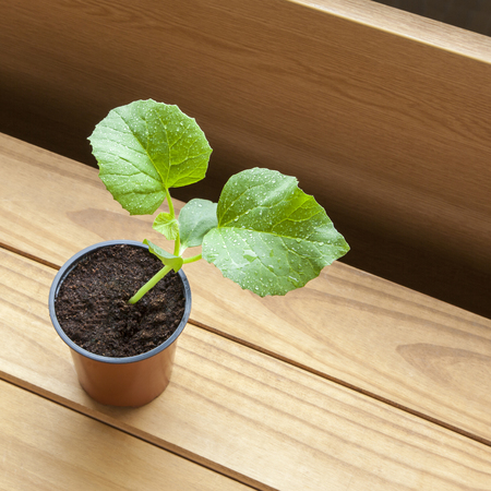 Growing melon plants - young sapling melon plant, potting in plant potの写真素材