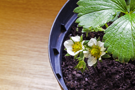 Strawberry plant in potの写真素材