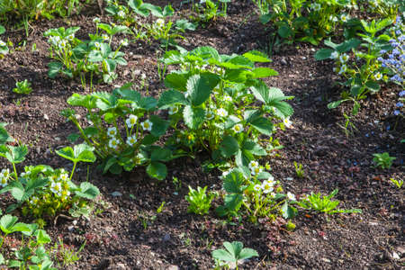 Strawberry patch, plants in flower and early fruit, in spring sunshine on open gardenの写真素材
