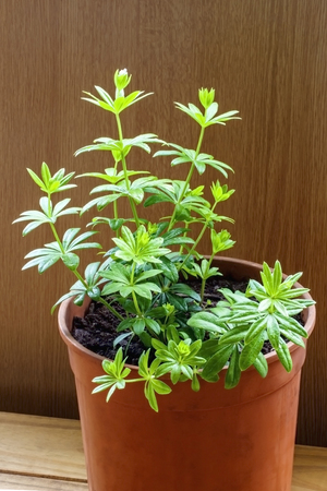 Woodruff (sweet) perennial, growing herbs / plants (Galium, odoratum)の写真素材