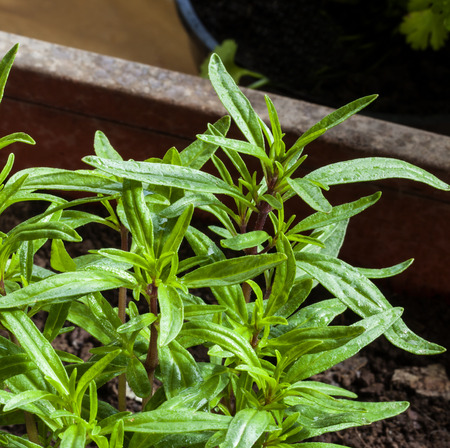 Summer Savoury - young herb plant (Satureja, hortensis)の写真素材
