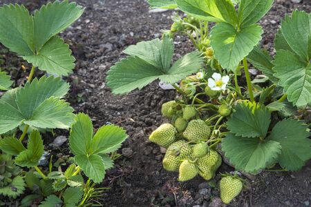 Strawberry plant in strawberry patch, with white flower and an abundance of green fruit.の写真素材