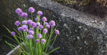 Chives, bunch of purple alium flowers, growing in salad box / herb garden containerの写真素材