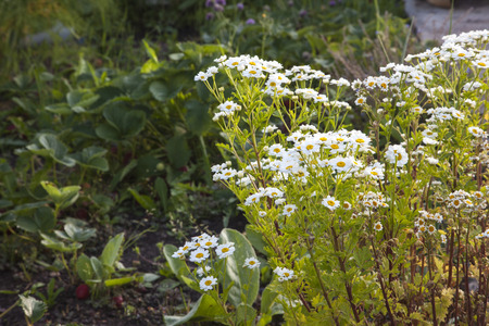 Feverfew herb in white flower brightens up strawberry patch / garden.の写真素材