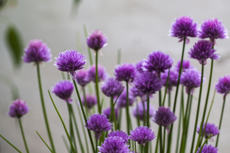 Chives (Allium schoenoprasum) in glorious pink flowerの写真素材