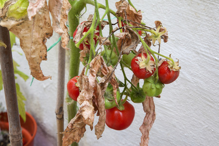 Tomatoes left on plant, jaded, over ripe, for gardening concepts.の写真素材