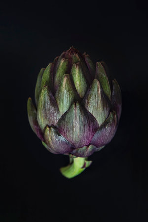 Fresh raw artichoke on black background. Ripe organic artichoke flower with copy space.の写真素材