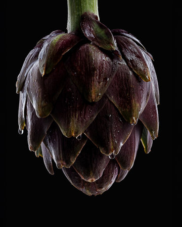 Fresh raw artichokes on black background. Ripe organic artichoke flower with copy space.の写真素材